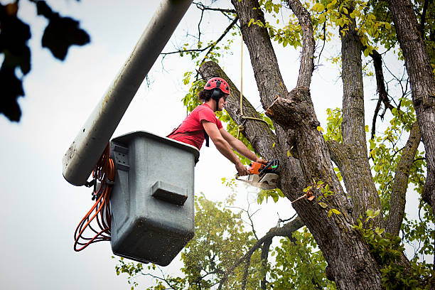 Best Tree Mulching  in Crestview Hills, KY